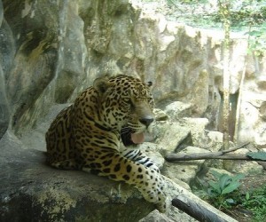Bioparque los Ocarros-  Jaguar Fuente: Fanpage Facebook Bioparque Los Ocarros